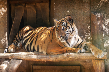 Panthera tigris sumatrae - Sumatran tiger sitting on a wooden board and watching what is happening...
