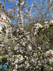 blooming apple tree