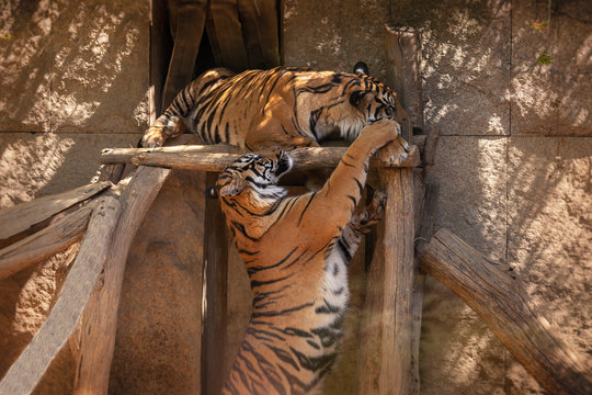 Panthera tigris sumatrae - Sumatran Tiger - two playing tigers.