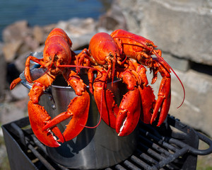 Lobster in pot