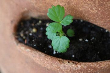 Strawberry Plant Seedling