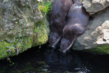 Aonyx cinereus - small otter - two otters bent over the edge of a stone and drink water together.