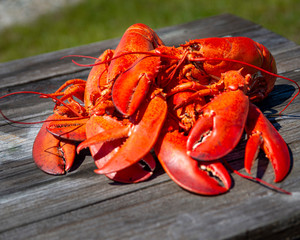 lobster pile