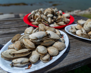 Steamer clams