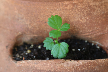 Strawberry seedling growing in terra cotta pot