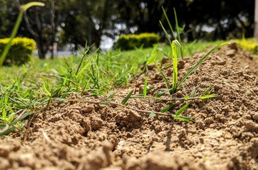 green grass growing in the soil