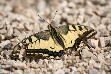 butterfly on the ground

