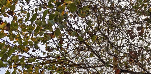 branches of a tree with leaves