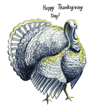 Grey turkey, Thanksgiving watercolor greeting card. Can be used as background or clipart.