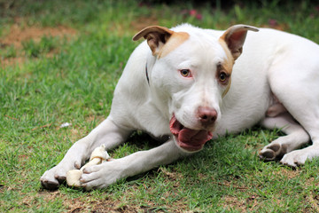 Perro pit bull blanco de manchas café feliz con su hueso 
