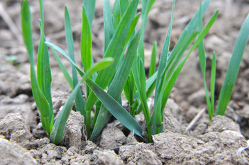 Autumn shoots of winter wheat