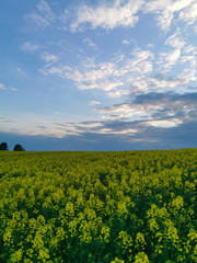 Obraz premium View of a rapeseed field at sunset in spring. In the evening on the field.