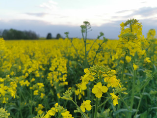 View of a rapeseed field at sunset in spring. In the evening on the field.