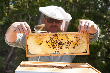 An urban beekeeper inspects his hive of bees to see if they are taking to the new queen bee that...