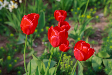 Obraz premium тюльпаны за оградой,tulips outside the fence,