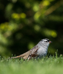 White-crowned sparrow in the grass