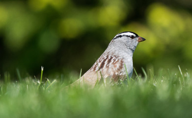 White-crowned sparrow in the grass