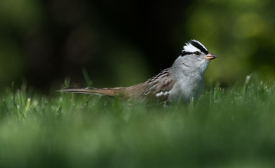 Obraz premium White-crowned sparrow in the grass