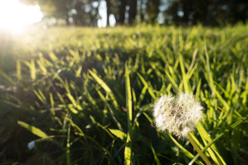 Close view of a dandelion head with bright sunlight.It is on an un mown woodland edge of woodland .Image