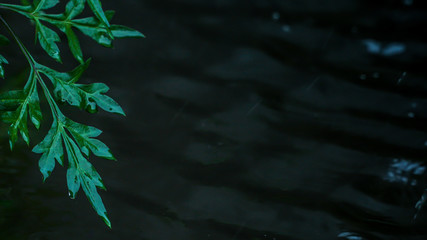 Fototapeta na wymiar drops of water on a green leaf