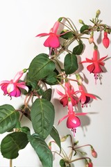 Bright blooming fuchsia flowers on a light wall background.