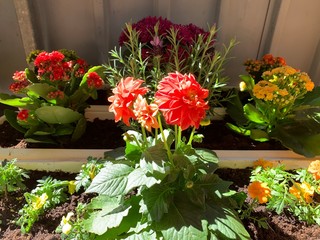 spring and flower colors,child's hand on the flower,many colors of flowers.