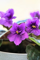 Violet flowers close-up as a decorative background.