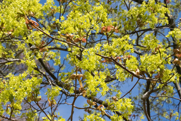Green leaves background. Young yellow flowers at springtime.