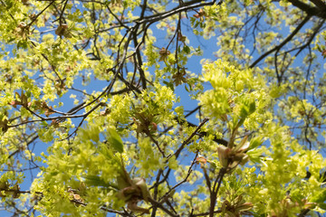 Green leaves background. Young yellow flowers at springtime.