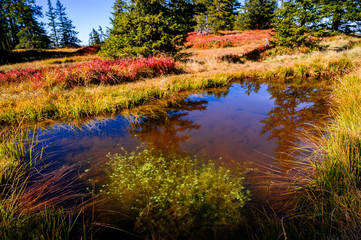 Mountain meadow with peat lake, Häfen.