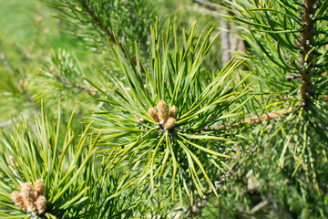 Pine branch at the springtime. Background of green young coniferous twig.
