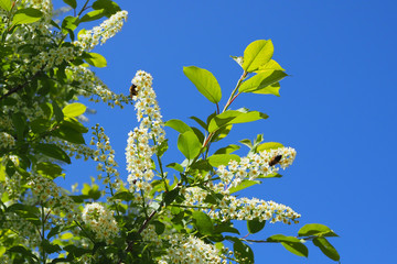 Garden Bumble-bee feeding on flowers of bird cherry. Twig is bent and can clearly seen corrective...