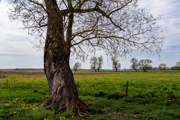 Obraz premium Dolina Narwi. Podlaskie kapliczki i krzyże przydrożne. Narwiański Park Narodowy. Podlasie. Polska
