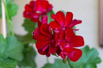 Velvet dark red flowers of the zonal pelargonium cultivar Solo on a background of green leaves close-up.