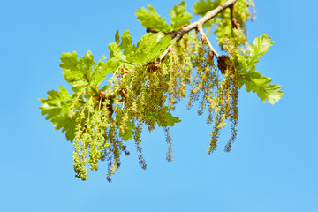 Blooming English oak (Quercus robur) with small young leaves in a sunny day in May. Oak blossom...