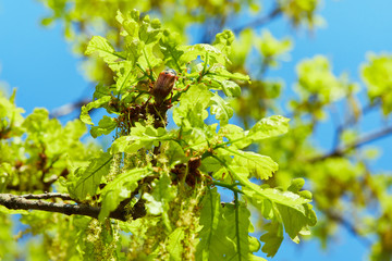 Blooming English oak (Quercus robur) with small young leaves in a sunny day in May. Oak blossom...