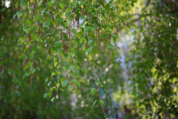берёза,Birch tree,