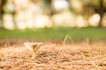mushroom in the forest