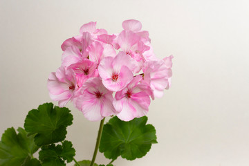 Tender light pink flowers of the zonal pelargonium varieties Picotee pink and green leaves on a light background close-up.
