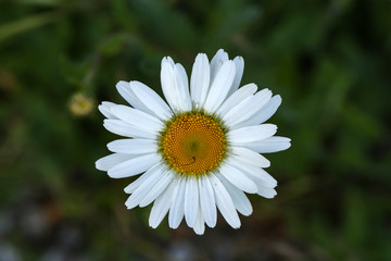 Obraz premium Soft white daisies bloom in summer field