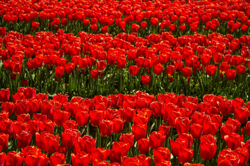 field of red tulips