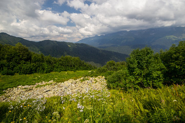 Obraz premium Pristine, untouched forest in the highlands.