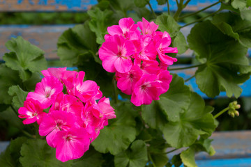 Large bright pink flowers of zonal pelargonium on the background of an old wooden blue bench in the garden on a spring day.