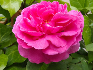 scented pink rose in summer