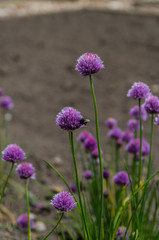 Chive flower
