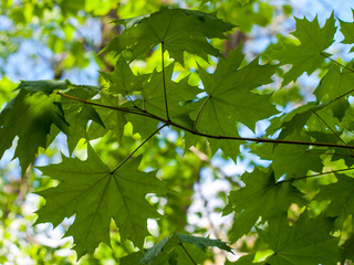 Green background. Maple leaves.