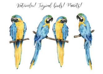 Set with beautiful watercolor parrots. Tropics. Realistic tropical birds. Parrots. White background. - 348990236