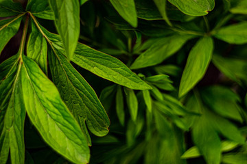 Green background. Peony foliage. 