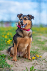 Portrait of a domestic dog in a red collar. Photographed close-up.