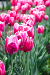 Beautiful pink tulips on a nice spring day (selective focus)